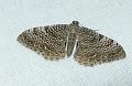 gegolfde spanner2